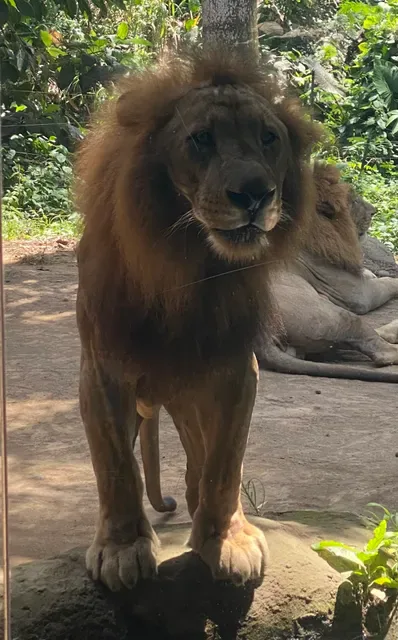 Tsavo Lion Restaurant