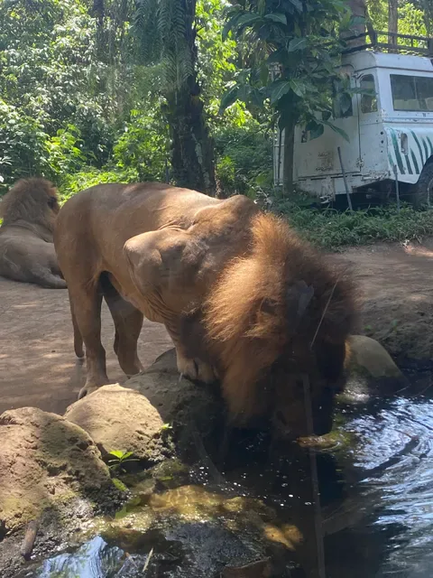 Tsavo Lion Restaurant
