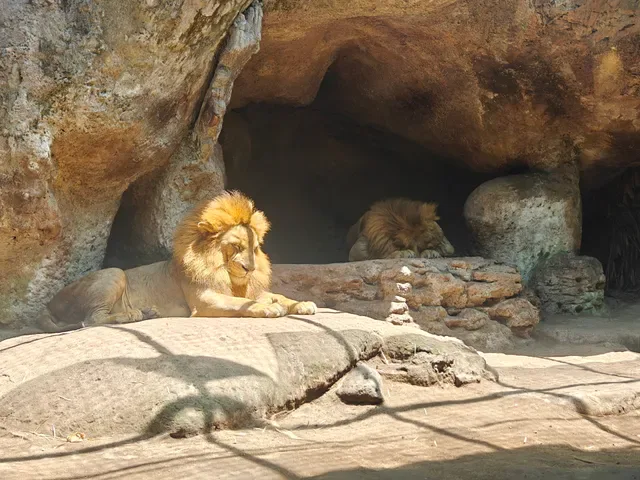 Tsavo Lion Restaurant