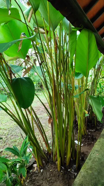Rumah Makan Tegal Dadong