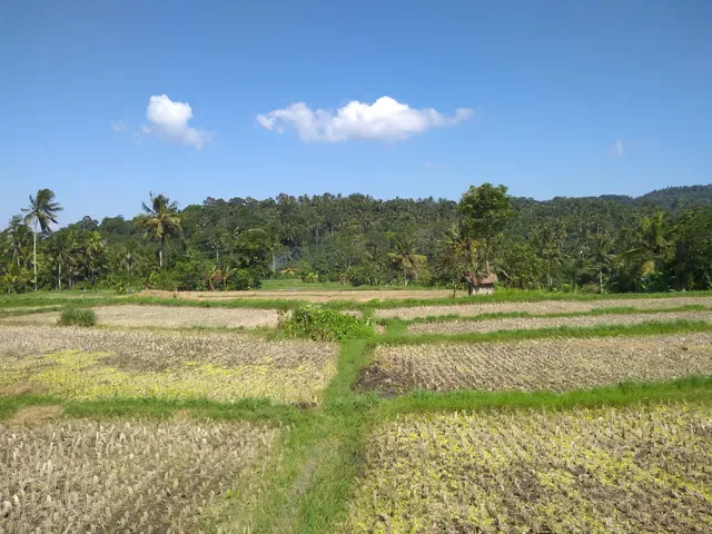Warung Han's Bamboo