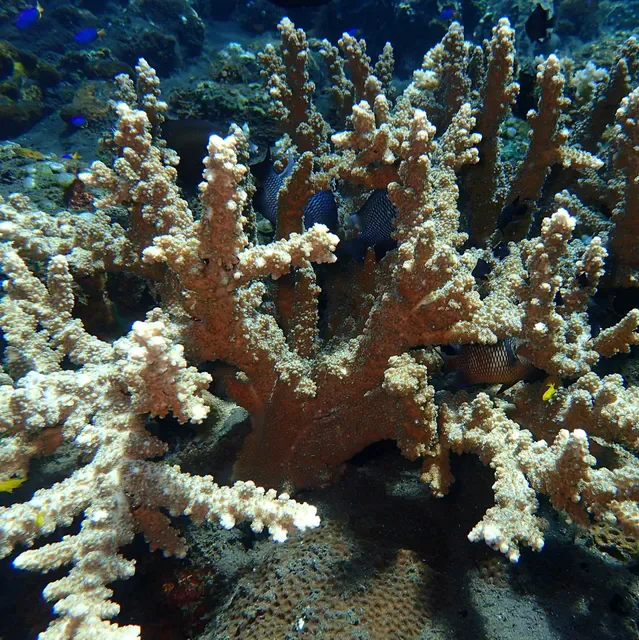 Puri Madha Dive Resort