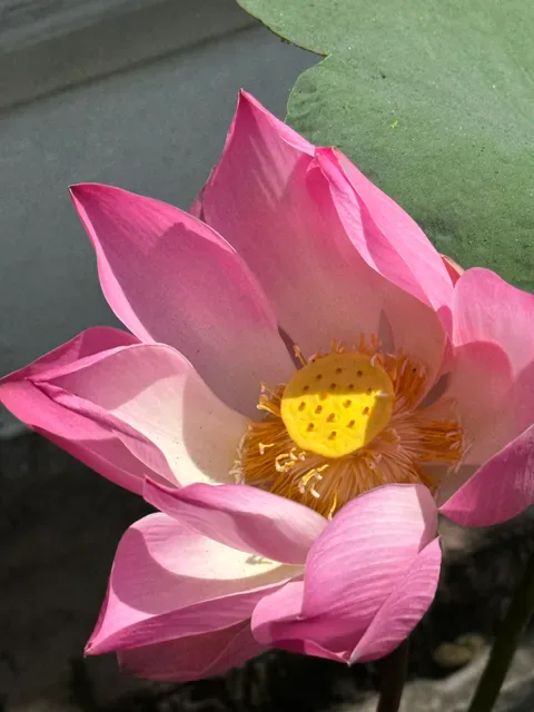 Lotus Seaview Restaurant