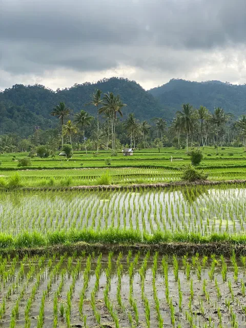 Waroeng Hokki