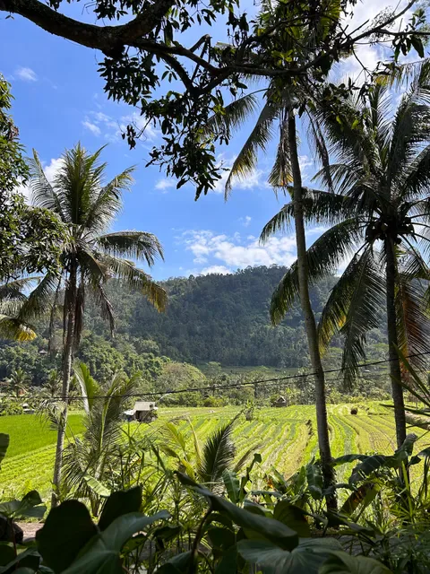 Warung Cepik - Organic Food