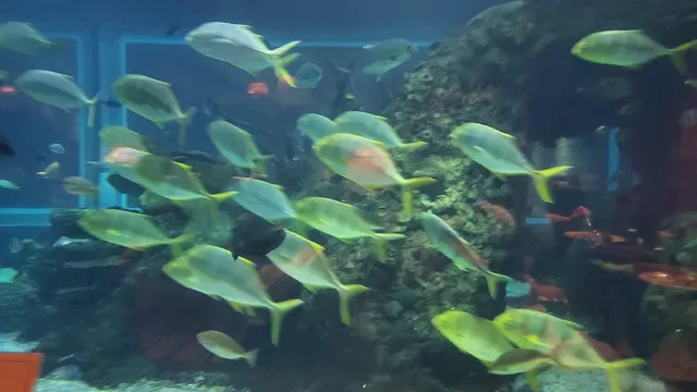 Koral: Bali’s First Aquarium Restaurant