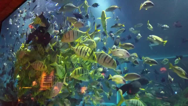 Koral: Bali’s First Aquarium Restaurant