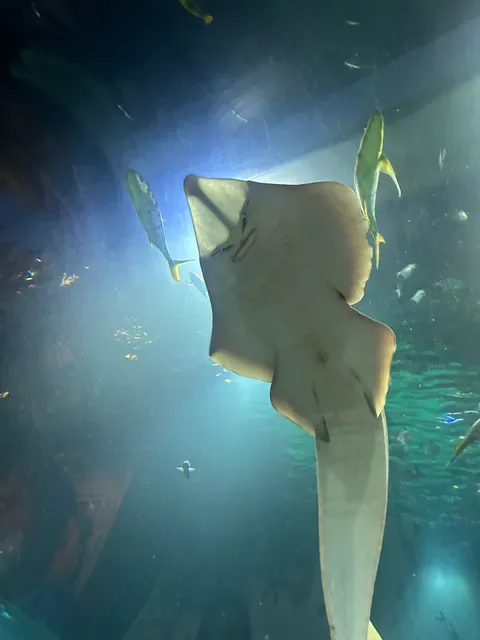 Koral: Bali’s First Aquarium Restaurant