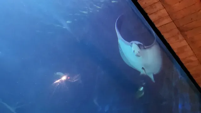Koral: Bali’s First Aquarium Restaurant