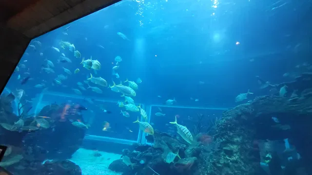 Koral: Bali’s First Aquarium Restaurant