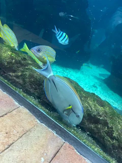 Koral: Bali’s First Aquarium Restaurant