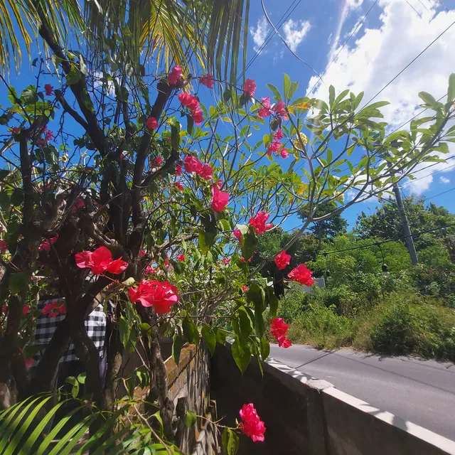 SUKA ULUWATU