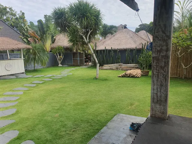 The Cashew Tree