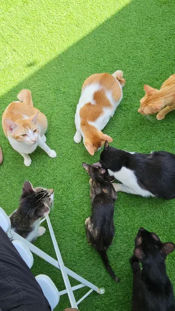 The Odd Cat Bali