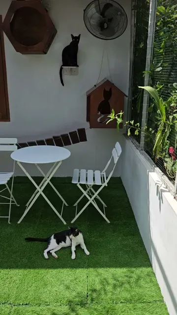 The Odd Cat Bali