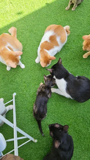 The Odd Cat Bali