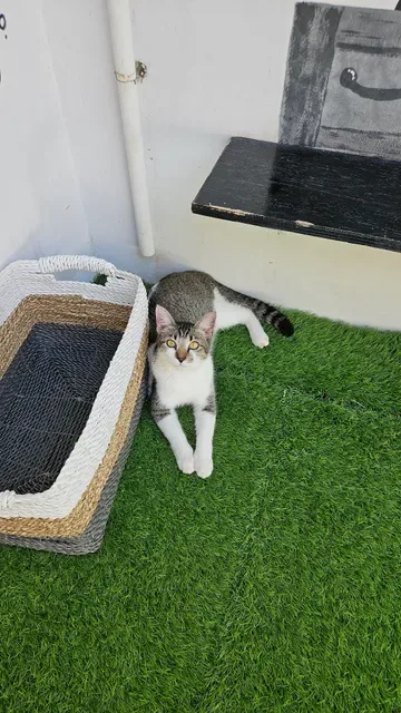 The Odd Cat Bali