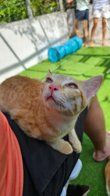 The Odd Cat Bali
