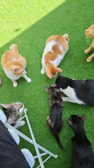 The Odd Cat Bali
