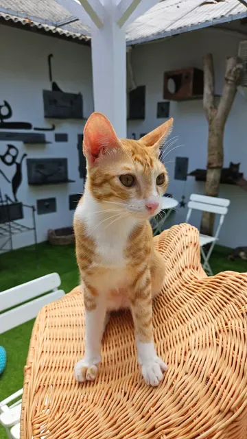 The Odd Cat Bali