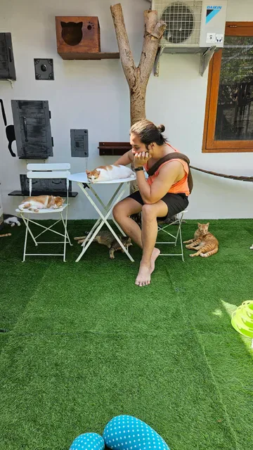 The Odd Cat Bali