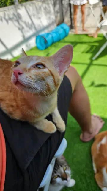 The Odd Cat Bali