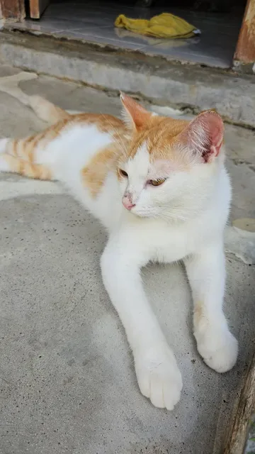 The Odd Cat Bali