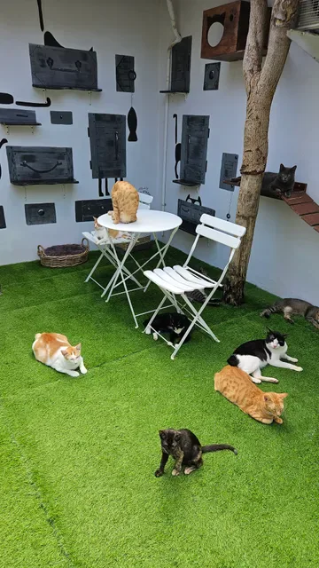 The Odd Cat Bali
