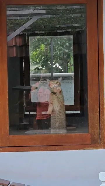The Odd Cat Bali