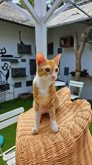 The Odd Cat Bali