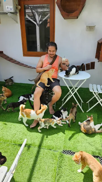 The Odd Cat Bali