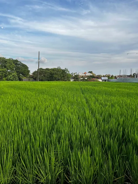 Xich Lo Canggu