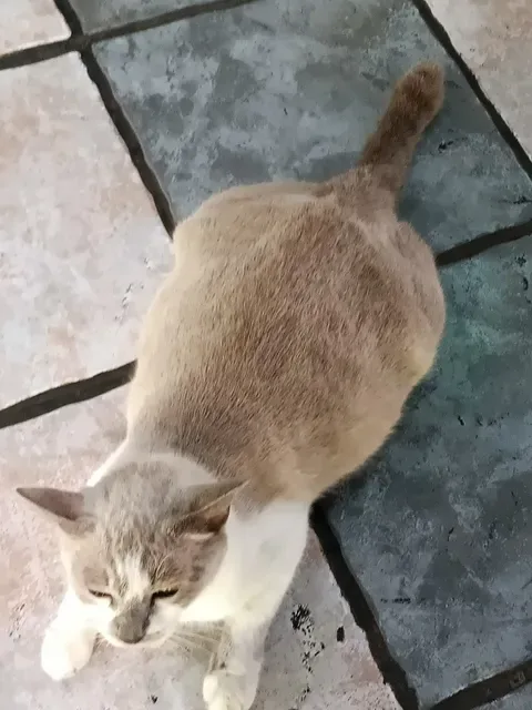 Ayam Bakar Wong Solo Kuta