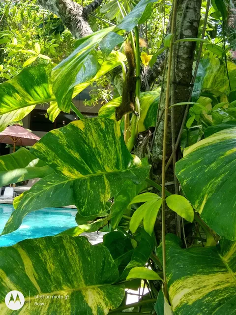Sukun Restaurant Kuta