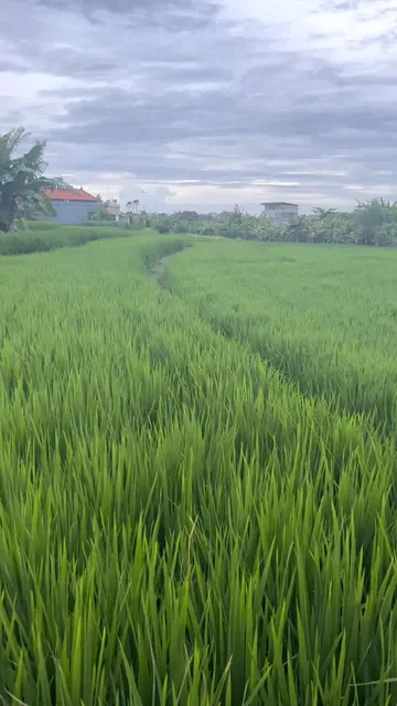 Warung kezia