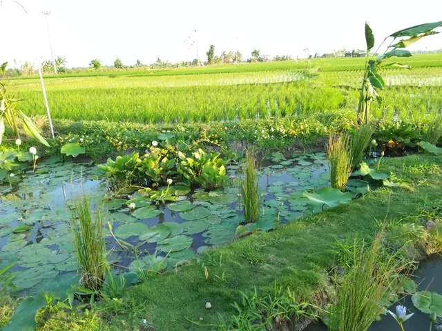 WBA Sepang, Kuliner Khas Bali