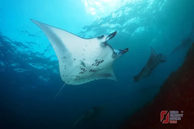 Manta Point