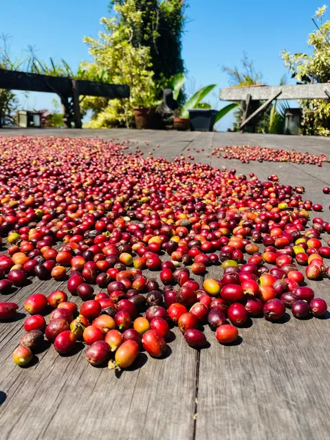 Batu Karu Kopi