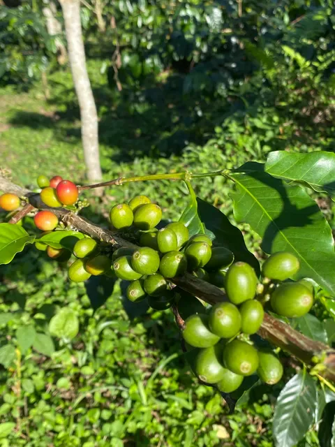 Batu Karu Kopi