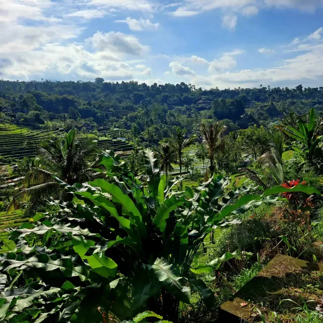 Batu Karu Kopi