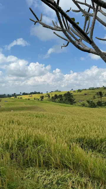 The Rustic Bali