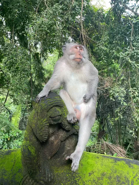 Bali Bohemia