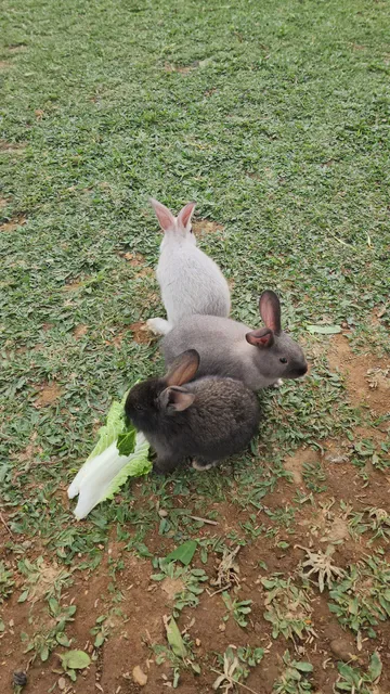 CataVaca Jatiluwih