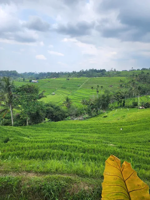 CataVaca Jatiluwih