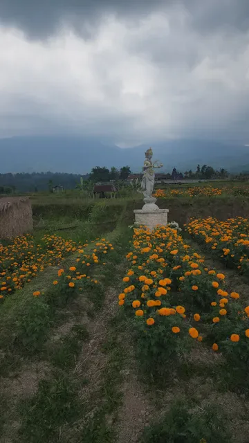 CataVaca Jatiluwih