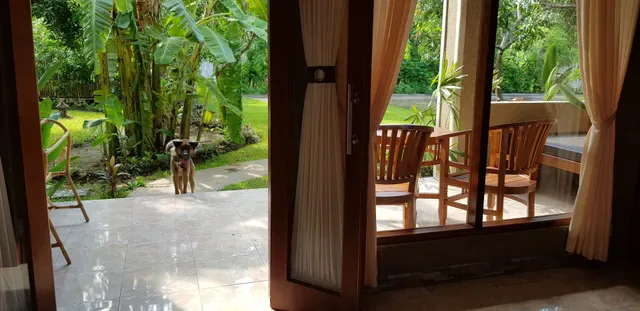 Mango Tree Inn