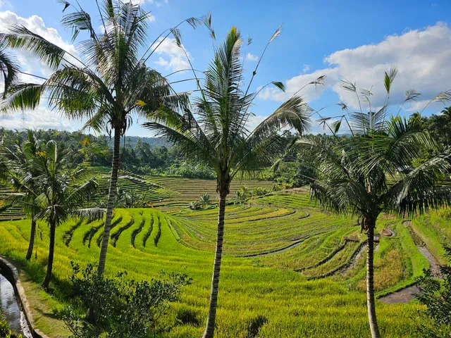 Warung Tepi Sawah