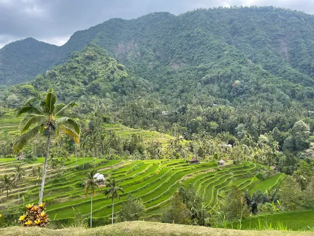 Fiji Coffee Bali