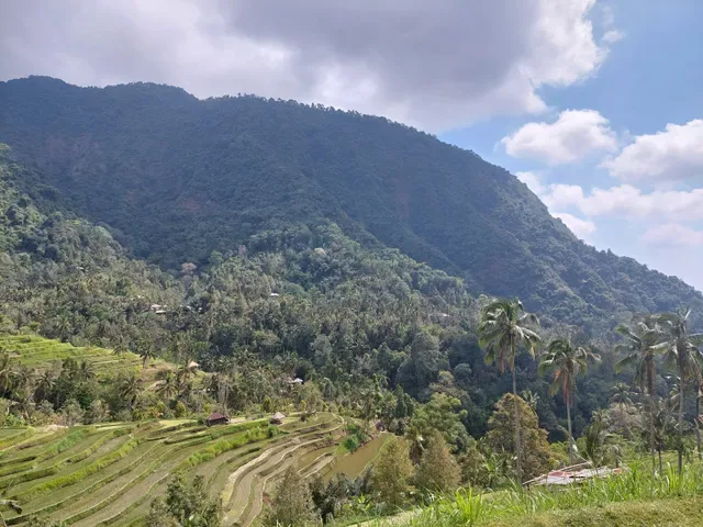 Fiji Coffee Bali
