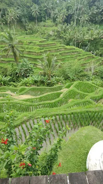 Carik Terrace Warung
